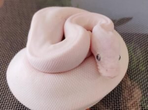 Blue Eyed Lucy – Ball Python