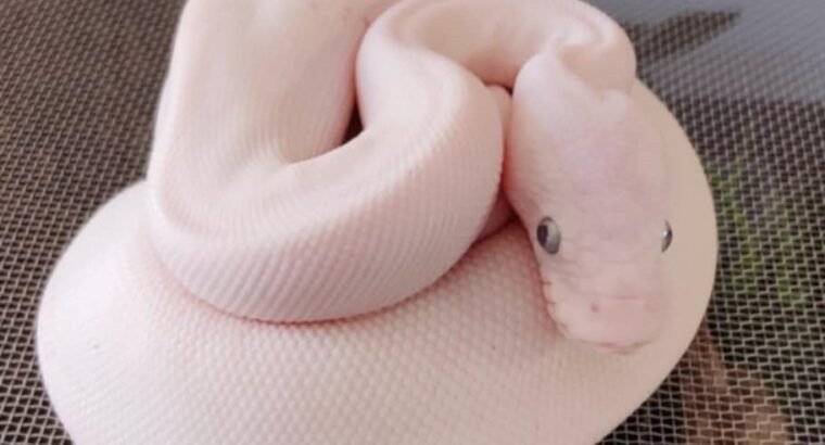 Blue Eyed Lucy – Ball Python