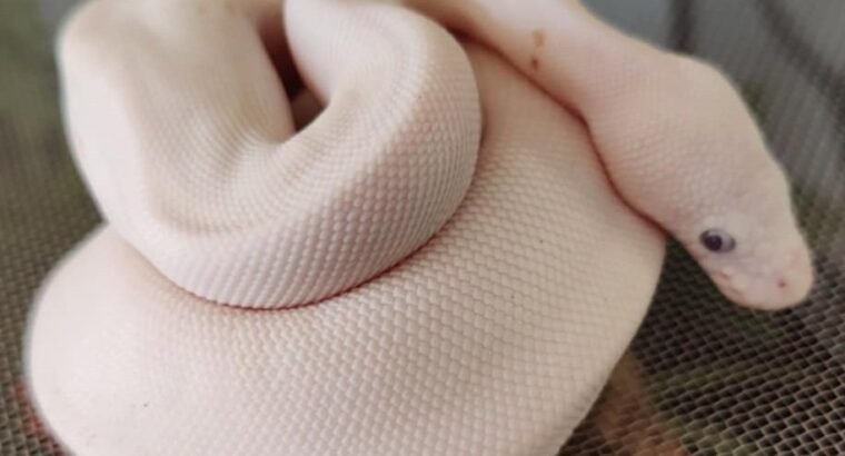Blue Eyed Lucy – Ball Python