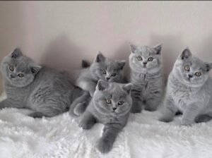 Ready Now British shorthair Amazing kittens