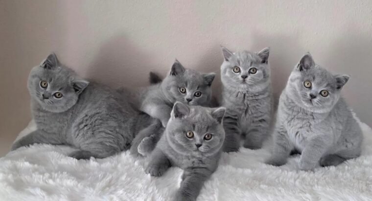 Ready Now British shorthair Amazing kittens