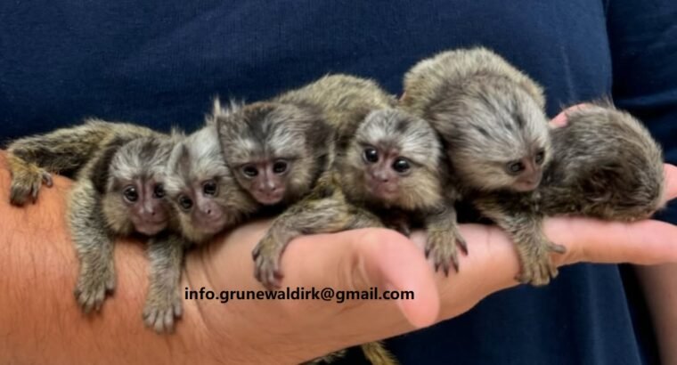 MARMOSET MONKEYS FOR SALE