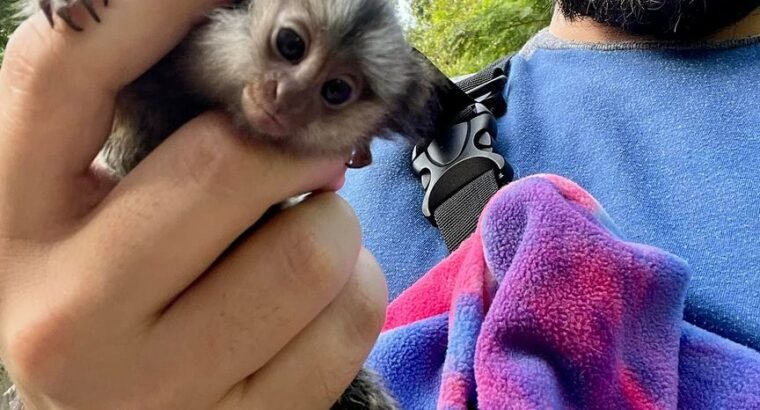 MARMOSET MONKEYS FOR SALE