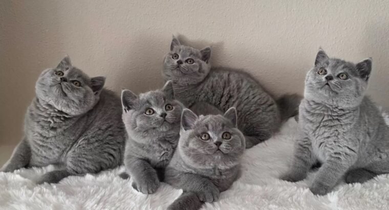 Ready Now British shorthair Amazing kittens
