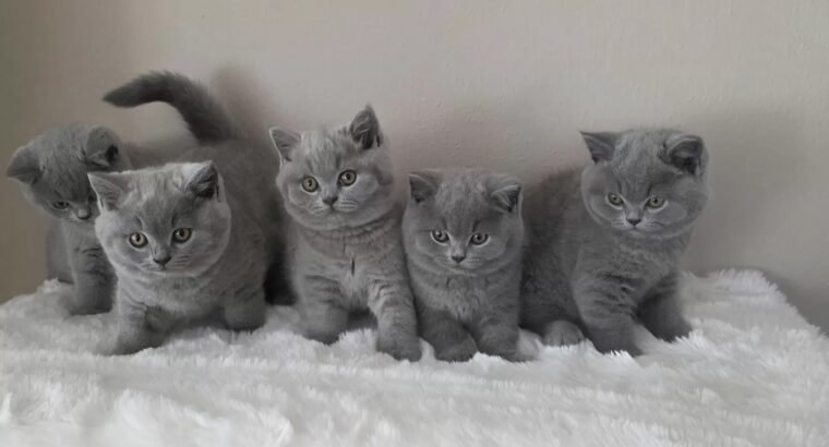 Ready Now British shorthair Amazing kittens
