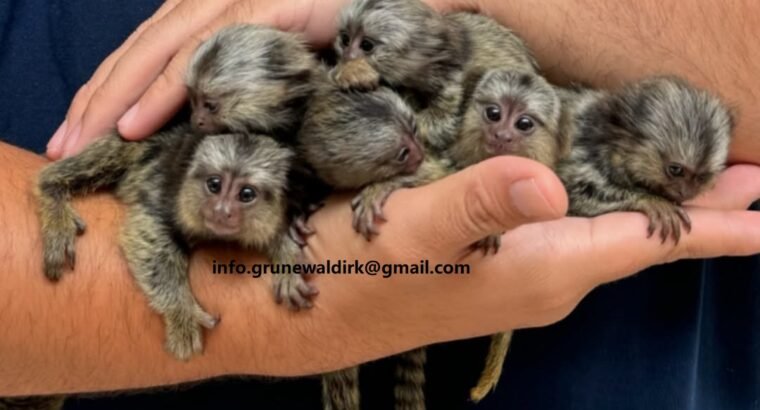 MARMOSET MONKEYS FOR SALE