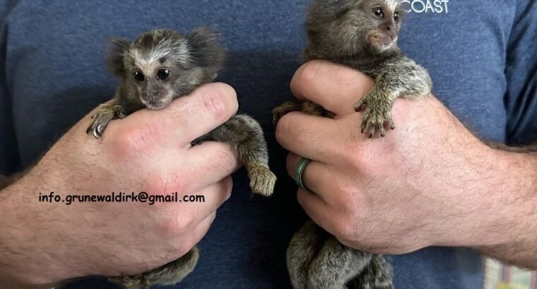 MARMOSET MONKEYS FOR SALE