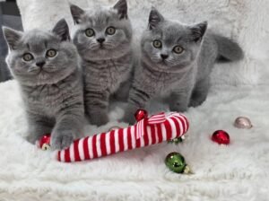 Stunning British shorthair kittens