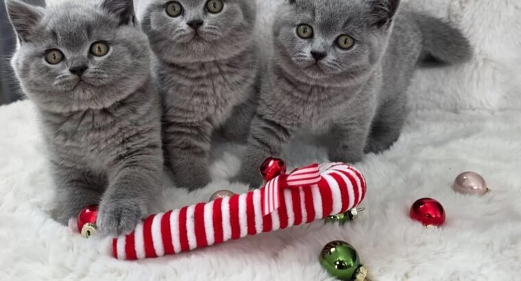 Stunning British shorthair kittens