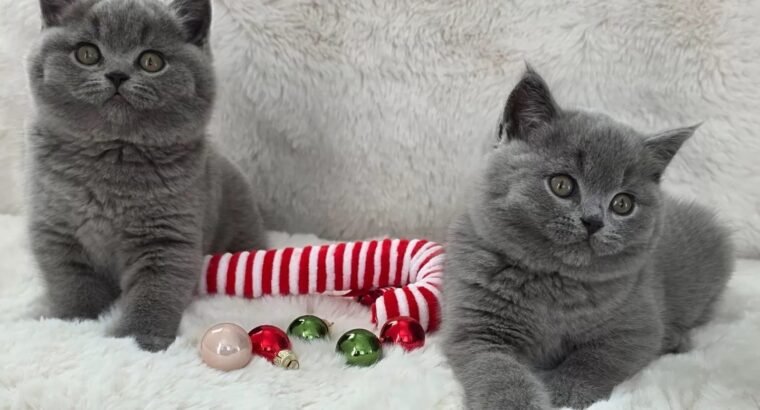 Stunning British shorthair kittens