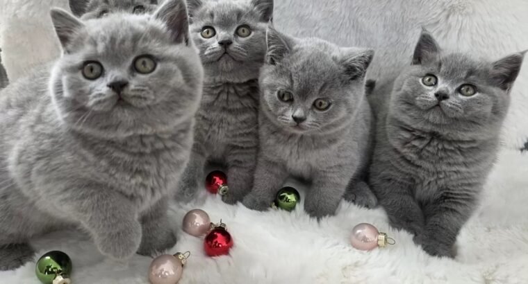 Stunning British shorthair kittens