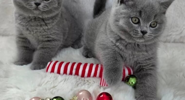 Stunning British shorthair kittens